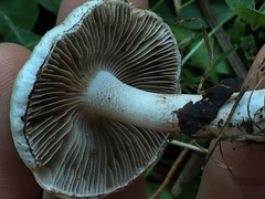 Inocybe geophylla