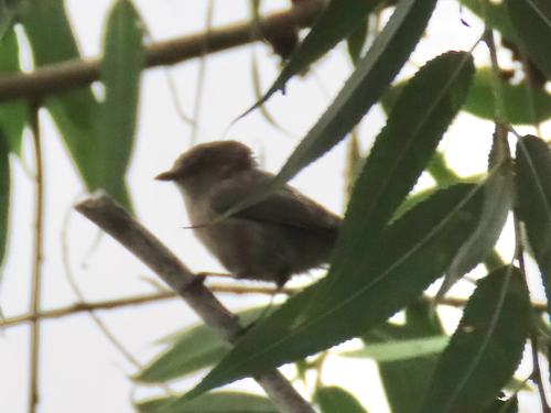 iNaturalist observation photo of Bushtit