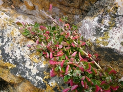 Rhagodia candolleana