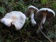 Inocybe geophylla