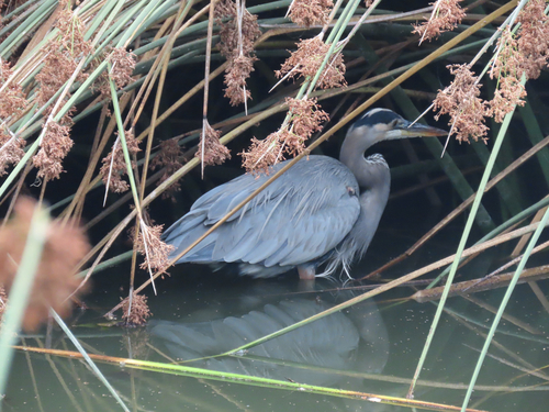 iNaturalist observation photo of Great Blue Heron