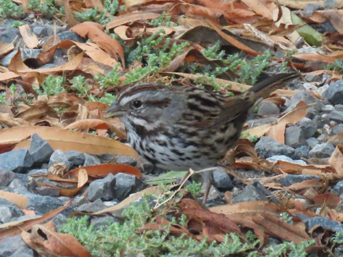 iNaturalist observation photo of Song Sparrow
