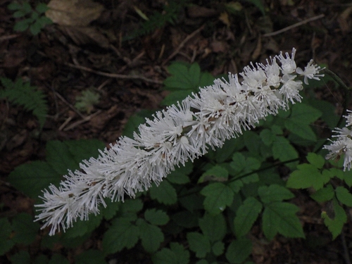 Cimicifuga simplex iNat (2)