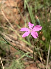 Dianthus mooiensis