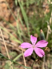 Dianthus mooiensis