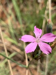 Dianthus mooiensis