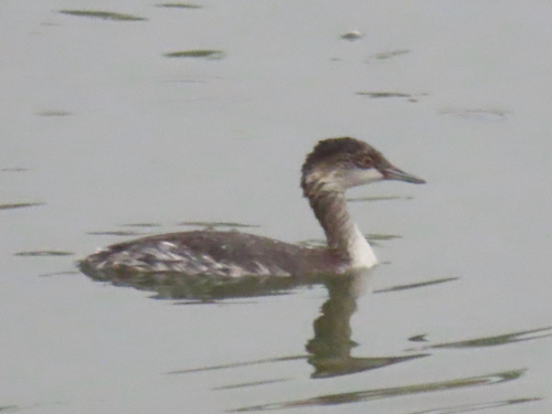 iNaturalist observation photo of Eared Grebe
