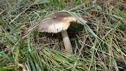 Amanita esculenta
