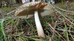 Amanita esculenta