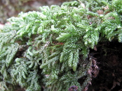Thamnobryum alleghaniense