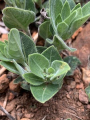 Ruellia malacophylla
