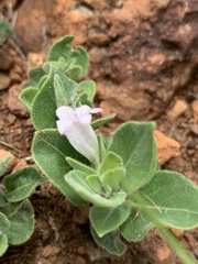Ruellia malacophylla