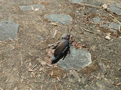 Dictyophorus griseus