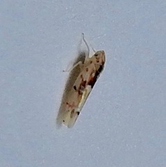 Erythroneura octonotata