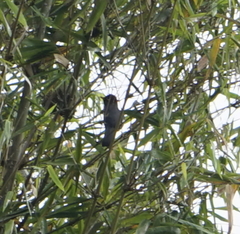 Pterorhinus treacheri