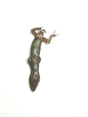 Gonatodes albogularis albogularis