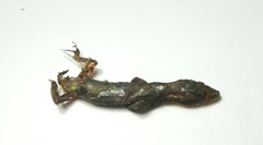 Gonatodes albogularis albogularis