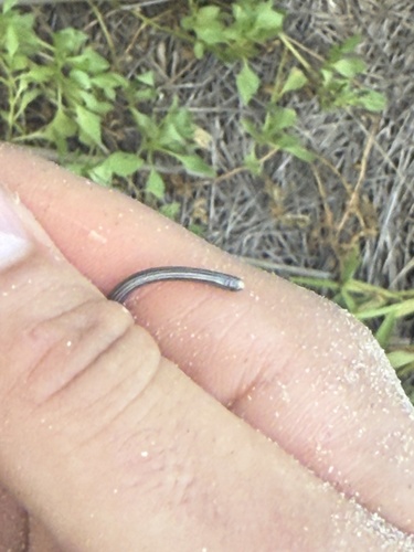 Vindum's Worm Snake