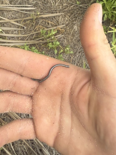 Vindum's Worm Snake