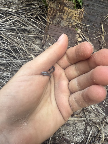 Vindum's Worm Snake
