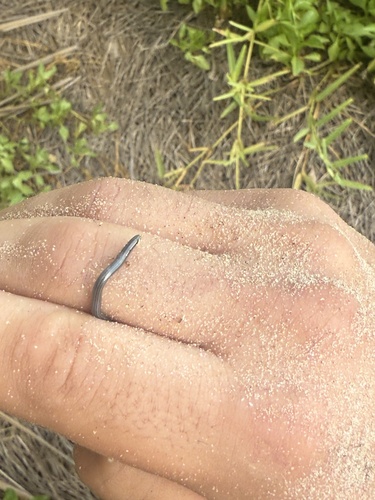 Vindum's Worm Snake