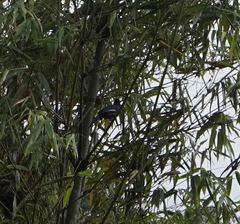 Pterorhinus treacheri