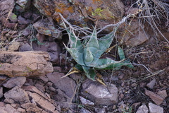 Agave simplex