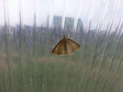 Psammotis pulveralis