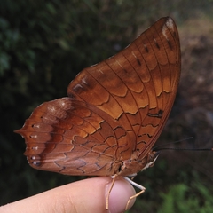 Charaxes bernardus