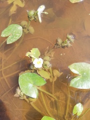 Sagittaria guayanensis