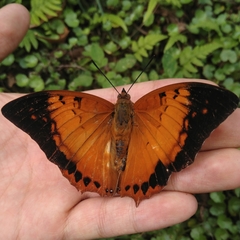 Charaxes bernardus