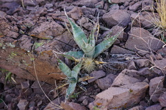 Agave simplex