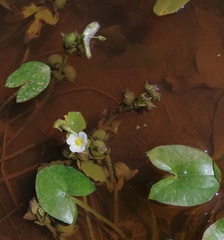 Sagittaria guayanensis
