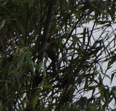 Pterorhinus treacheri