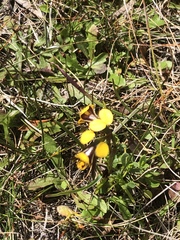 Diuris palustris