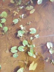 Sagittaria guayanensis