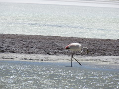 Phoenicoparrus jamesi