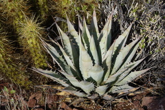 Agave simplex