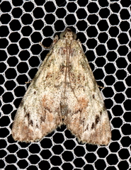 Enchesphora recurvalis