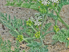 Capnophyllum