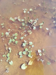 Sagittaria guayanensis