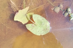 Sagittaria guayanensis