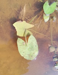 Sagittaria guayanensis