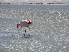 Phoenicoparrus jamesi