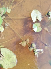 Sagittaria guayanensis