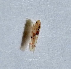 Erythroneura octonotata