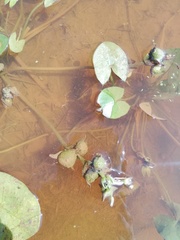 Sagittaria guayanensis