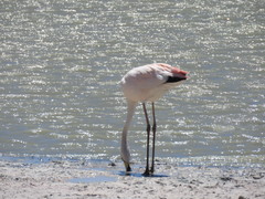 Phoenicoparrus jamesi