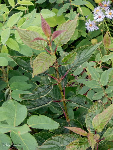 Cornus X acadiensis