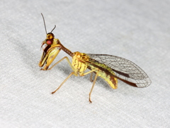 Spaminta minjerribae